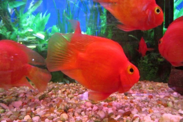 Harga Ikan Red Parrot